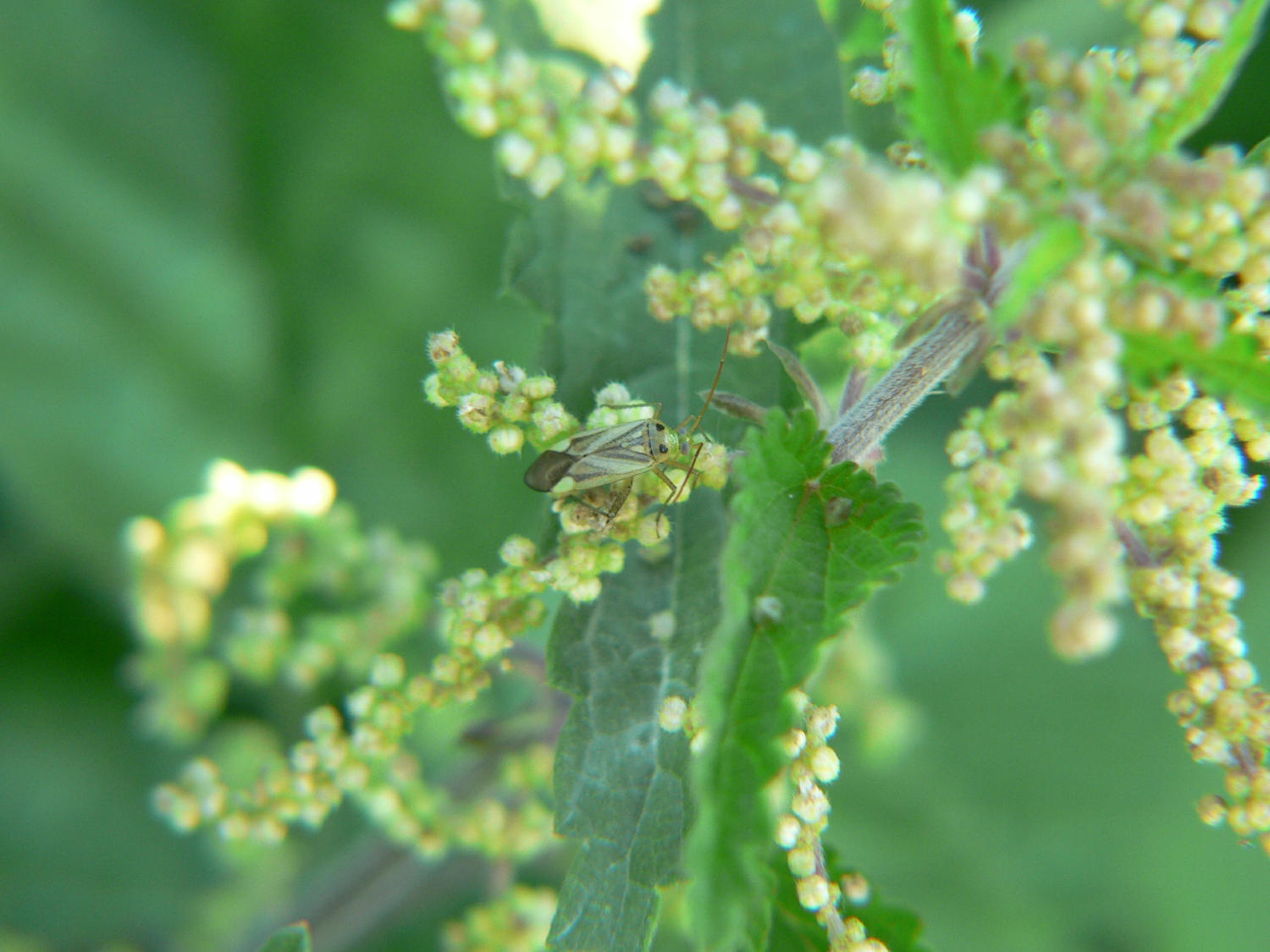 Miridae - Adelphocoris lineolatus