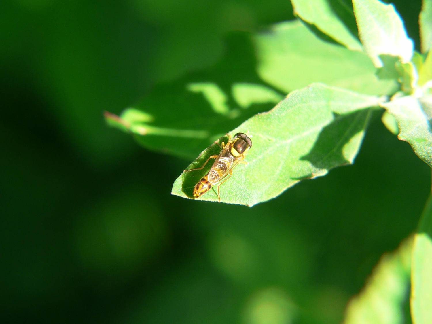 Sphaerophoria scripta (Syrphidae)