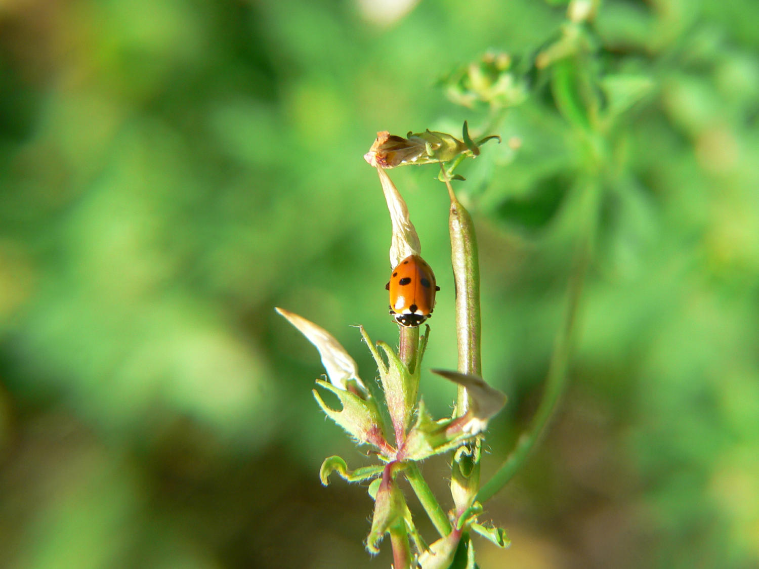 Hippodamia o Coccinella ?