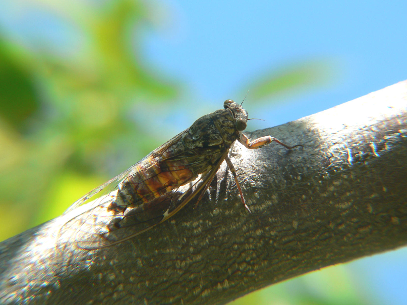 Cicada orni