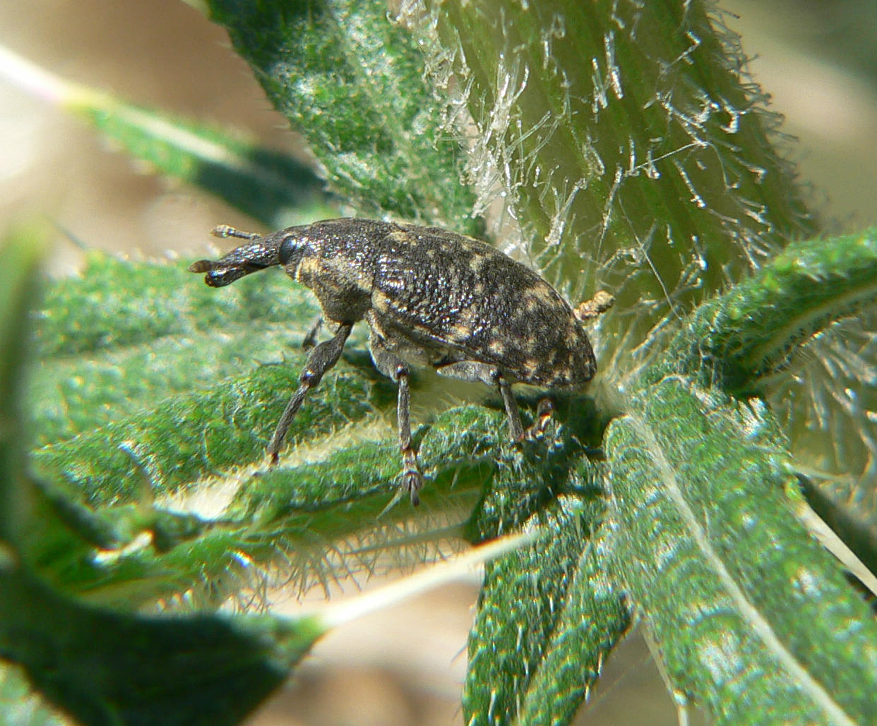 Larinus turbinatus? forse sturnus