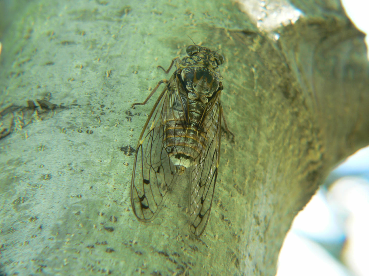 Cicada orni
