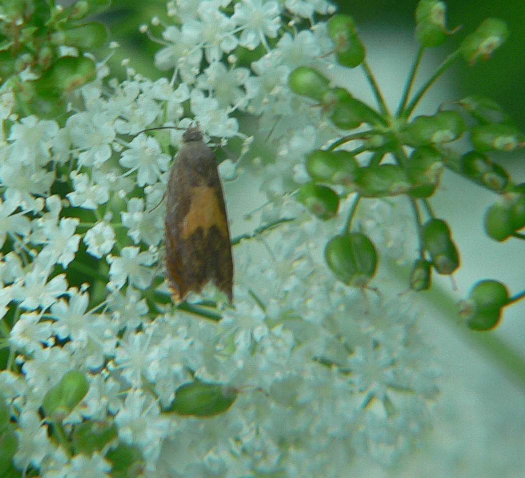 Tortricidae