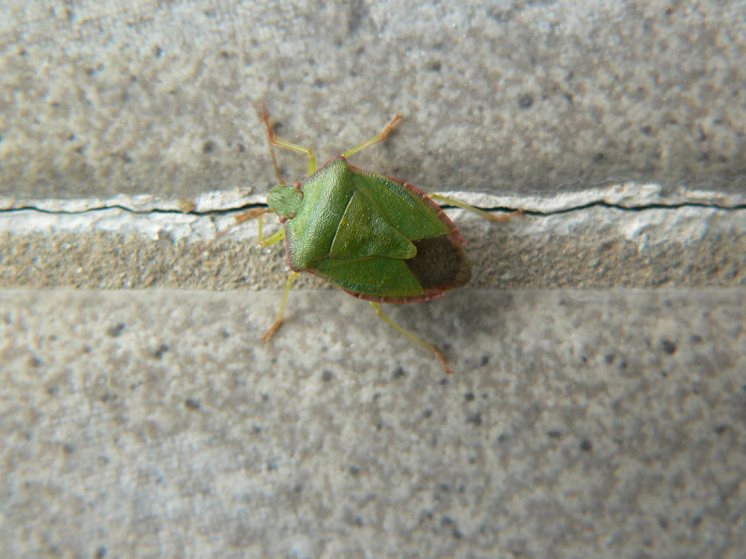 Palomena prasina