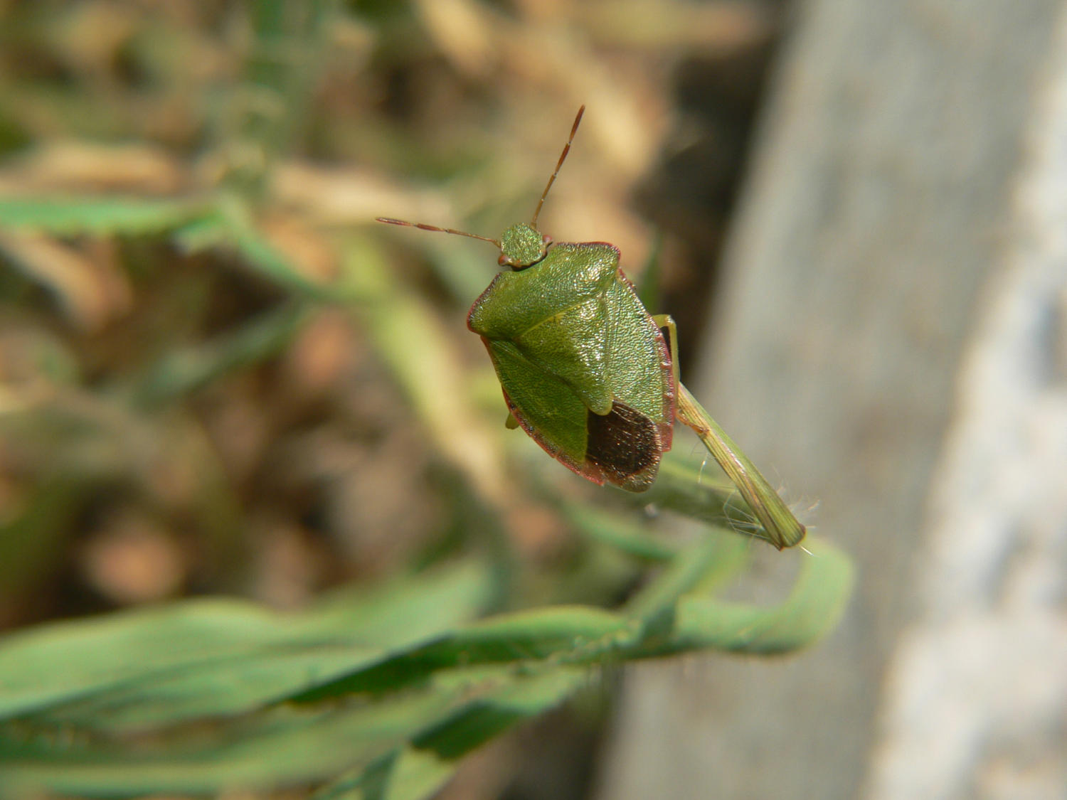 Palomena prasina
