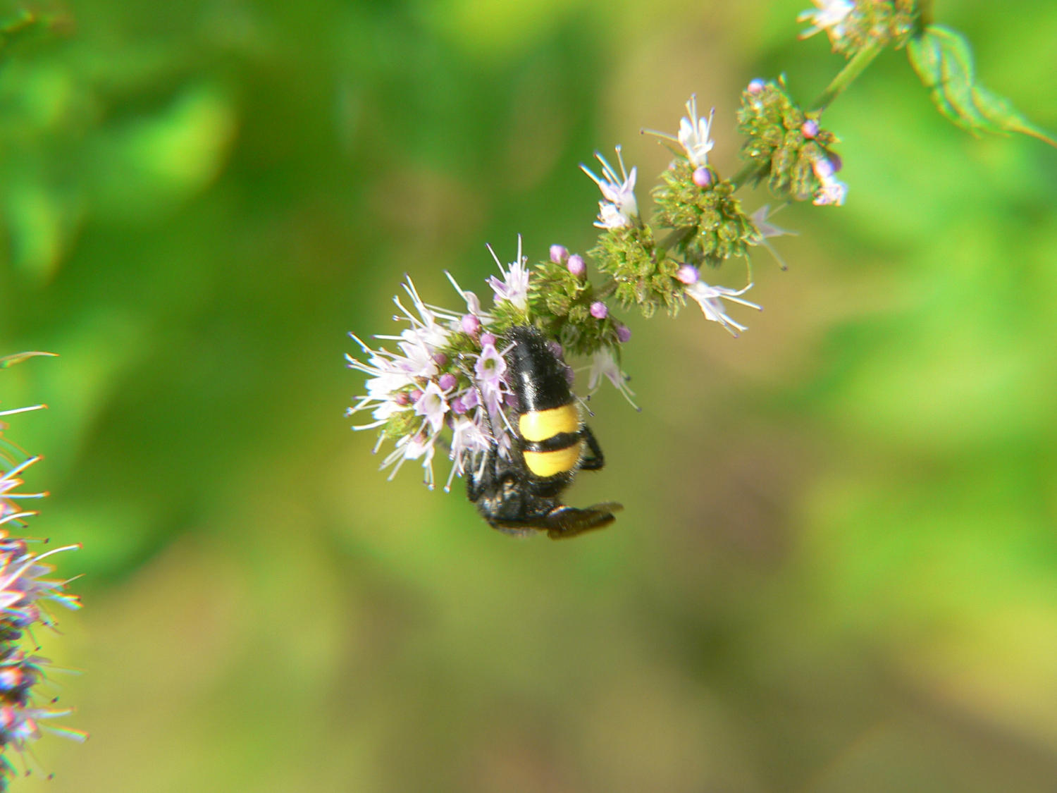 Scolia hirta hirta (Scolidae)