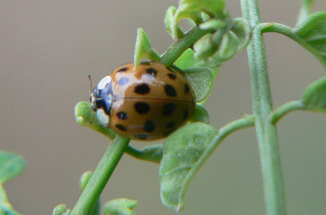 Harmonia axyridis al Lago di Como