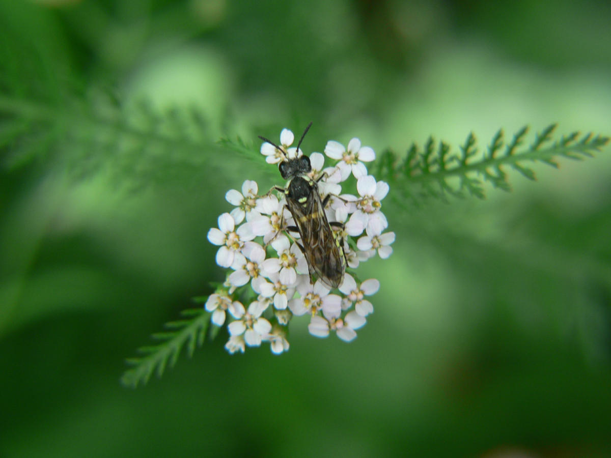 Imenottero Tenthredinidae.