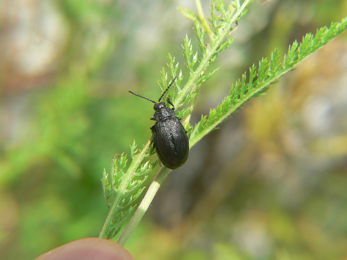 Meloidae? Galeruca