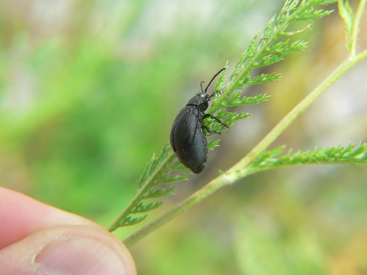 Meloidae? Galeruca