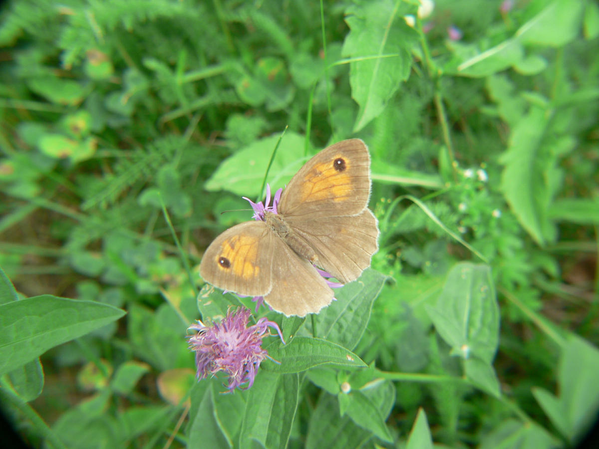 Satyridae ?