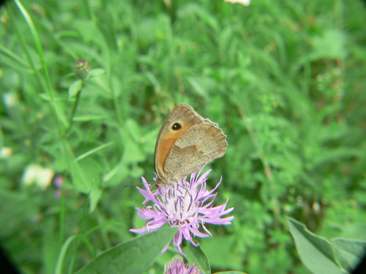 Satyridae ?