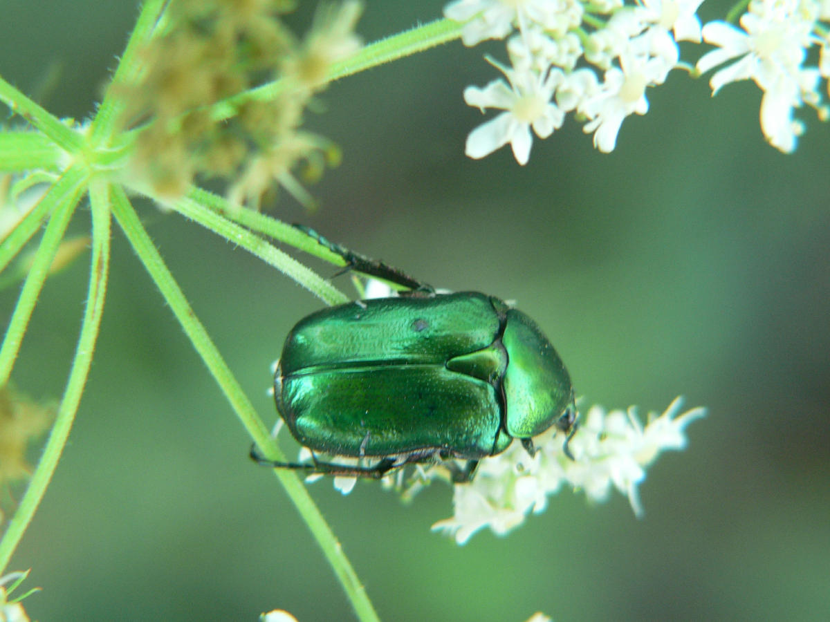 Cetonia aurata pisana