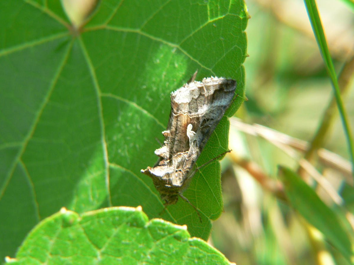 Autographa gamma