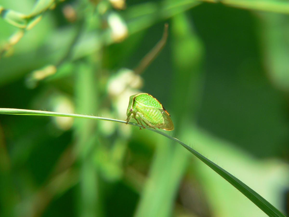 Stictocephala bisonia