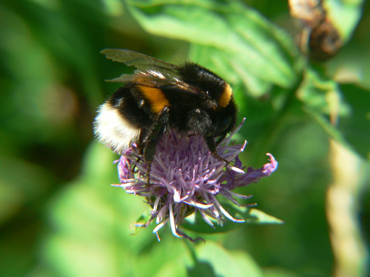 Bombus terrestris