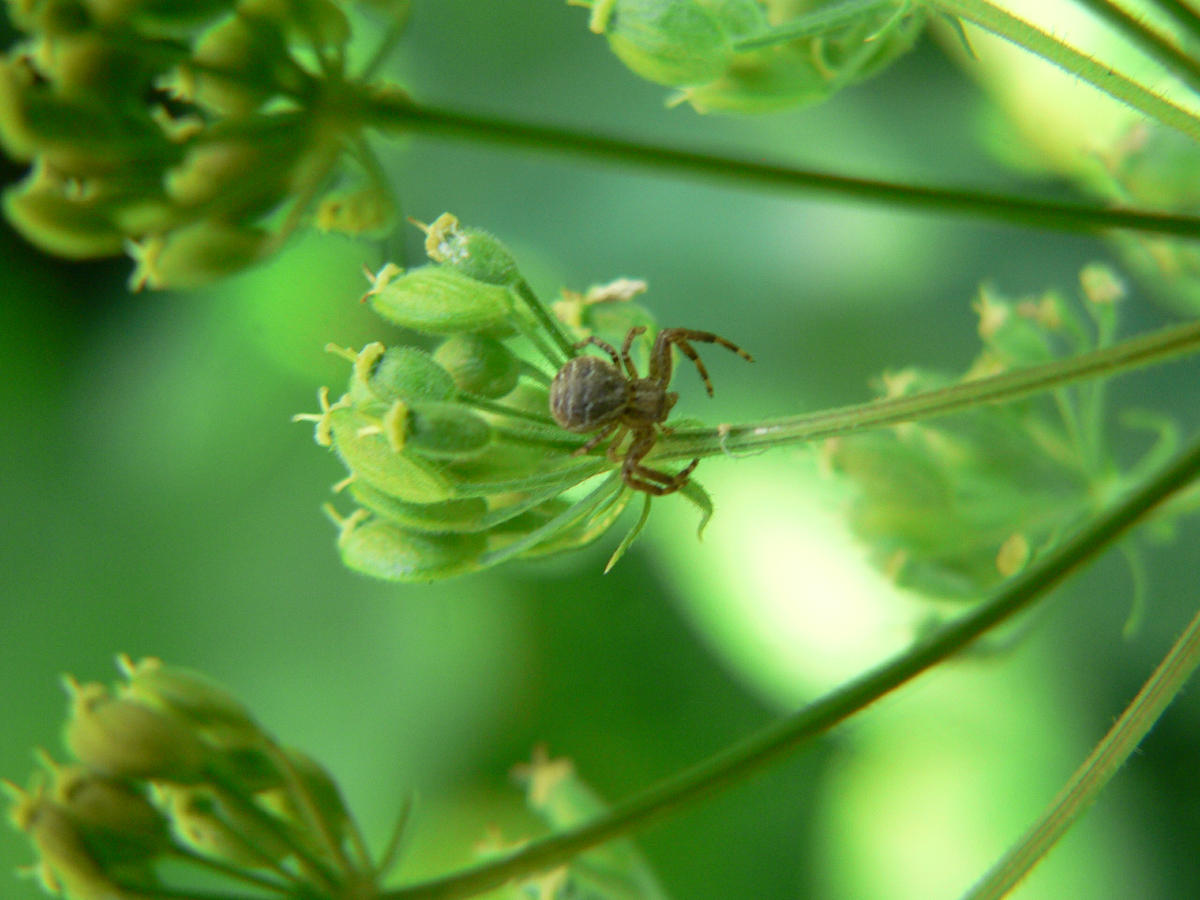 Xysticus sp.
