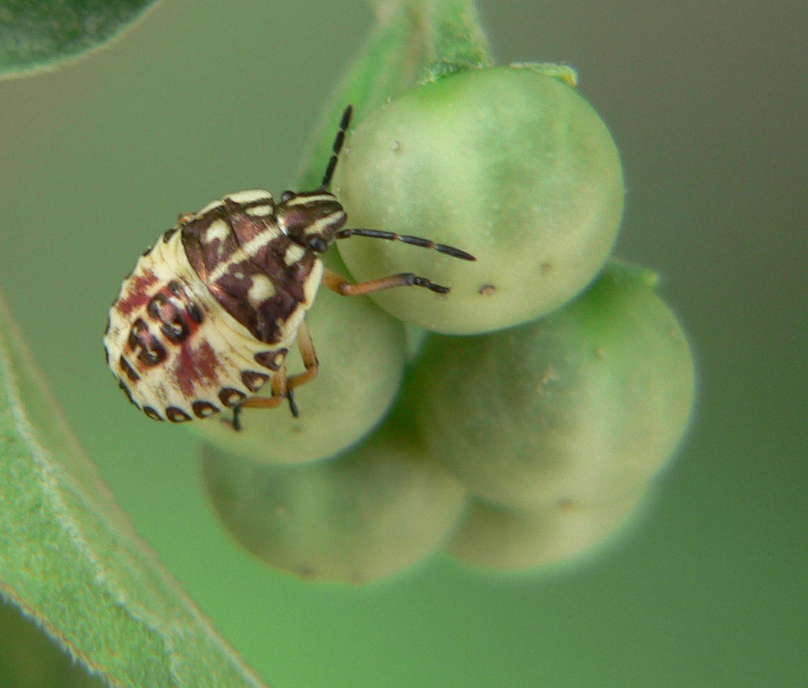 Carpocoris - larva