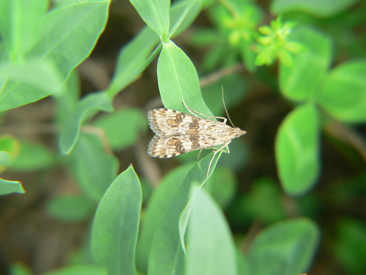 Nomophila noctuella ?