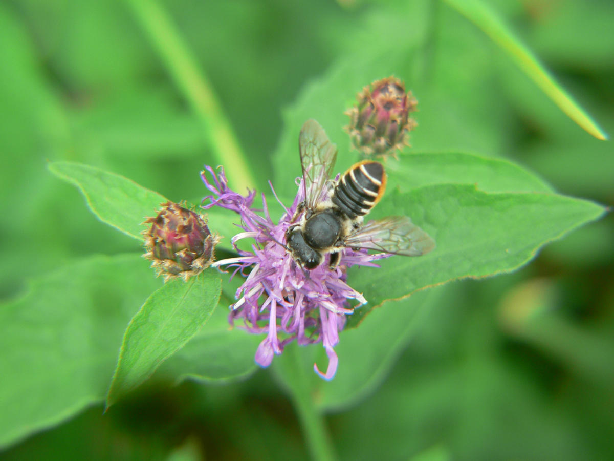 Megachile sp.. (Apidae Megachilinae).