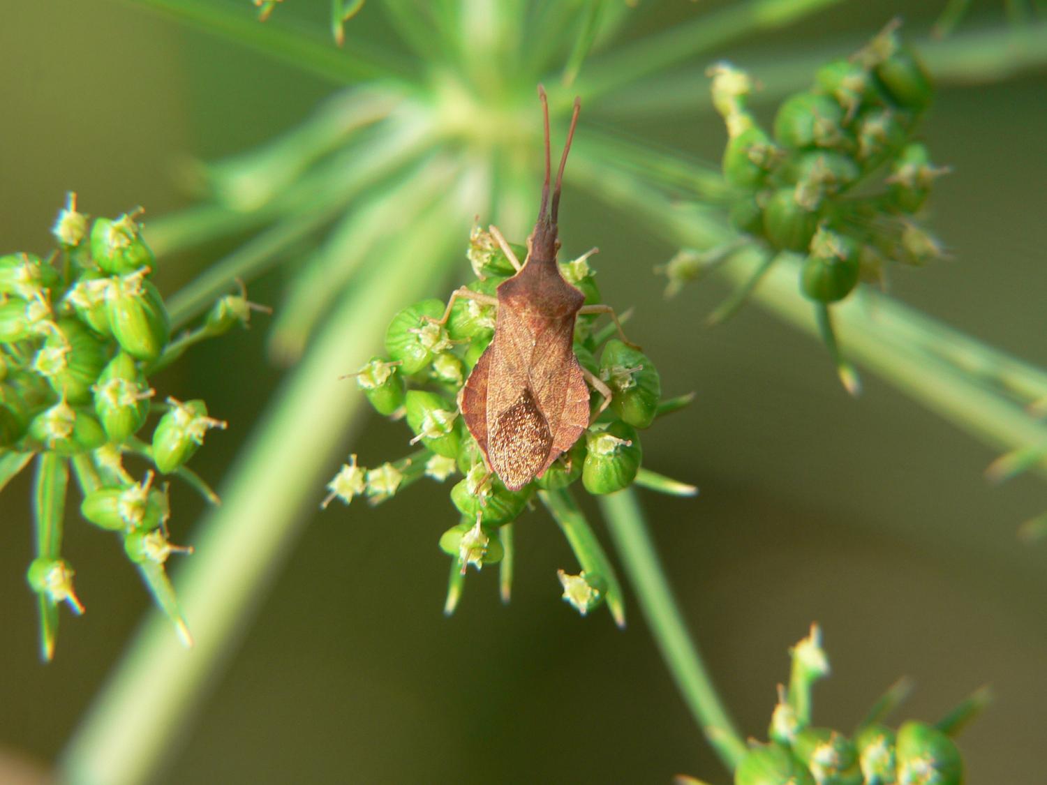 Haploprocta sulcicornis in Alto Lario