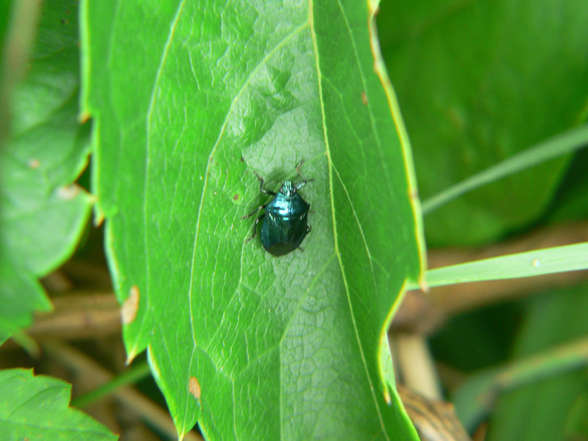 Zicrona caerulea