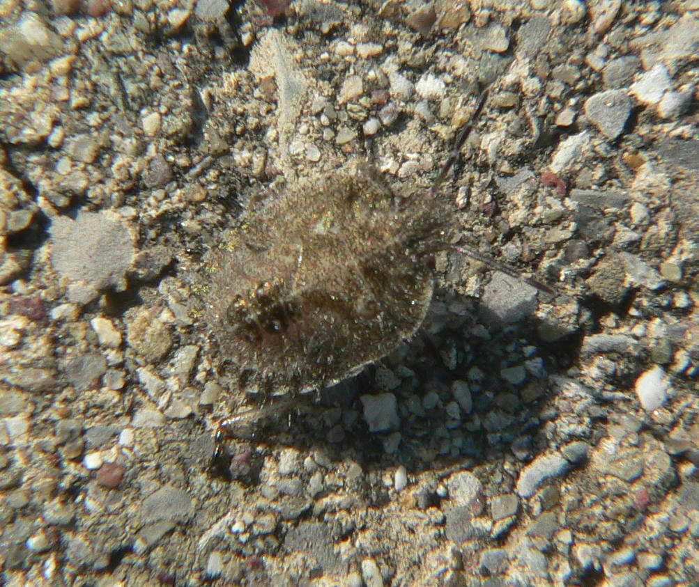 Giovane di Dolycoris