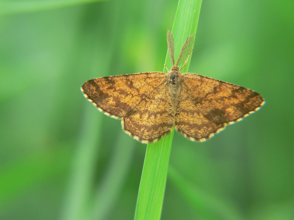 Ematurga atomaria - maschio