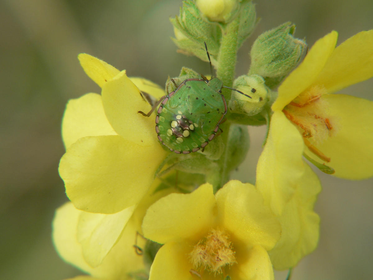 Giovane di  Nezara viridula