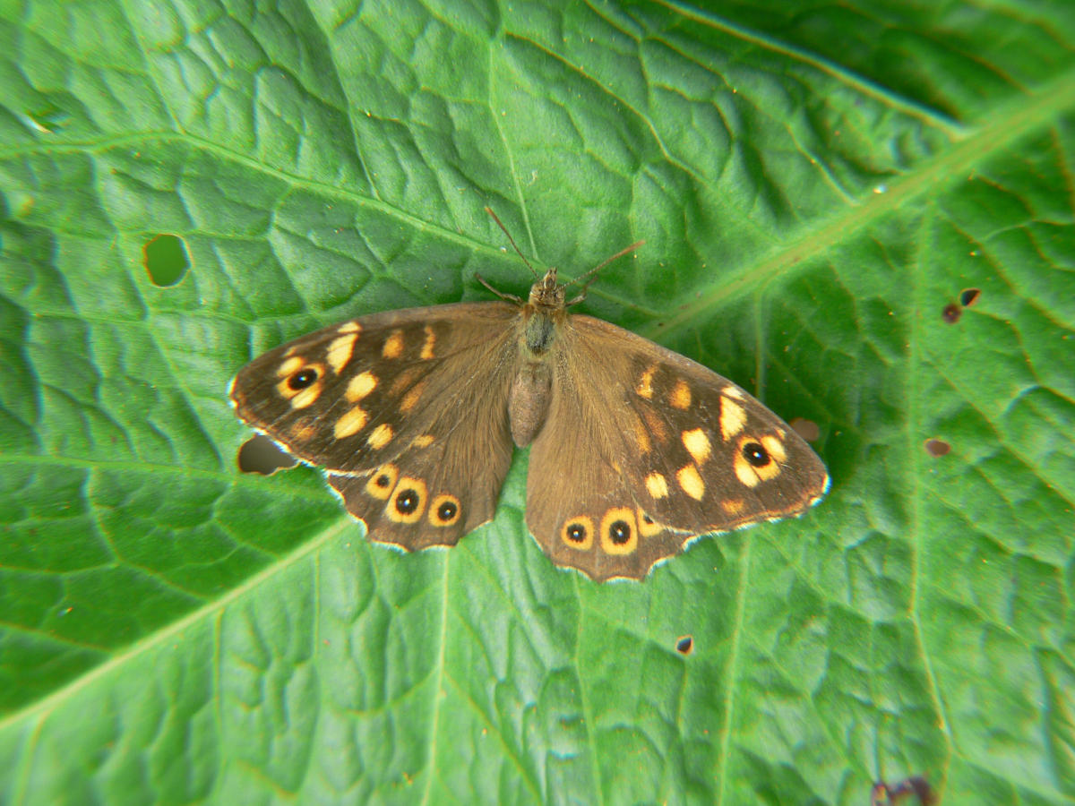 Pararge aegeria