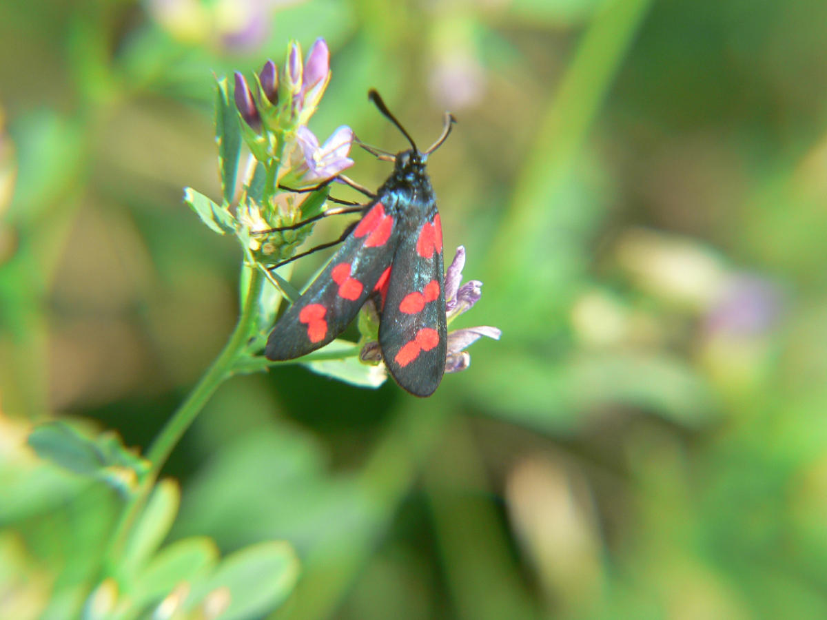 Zygaena filipendulae