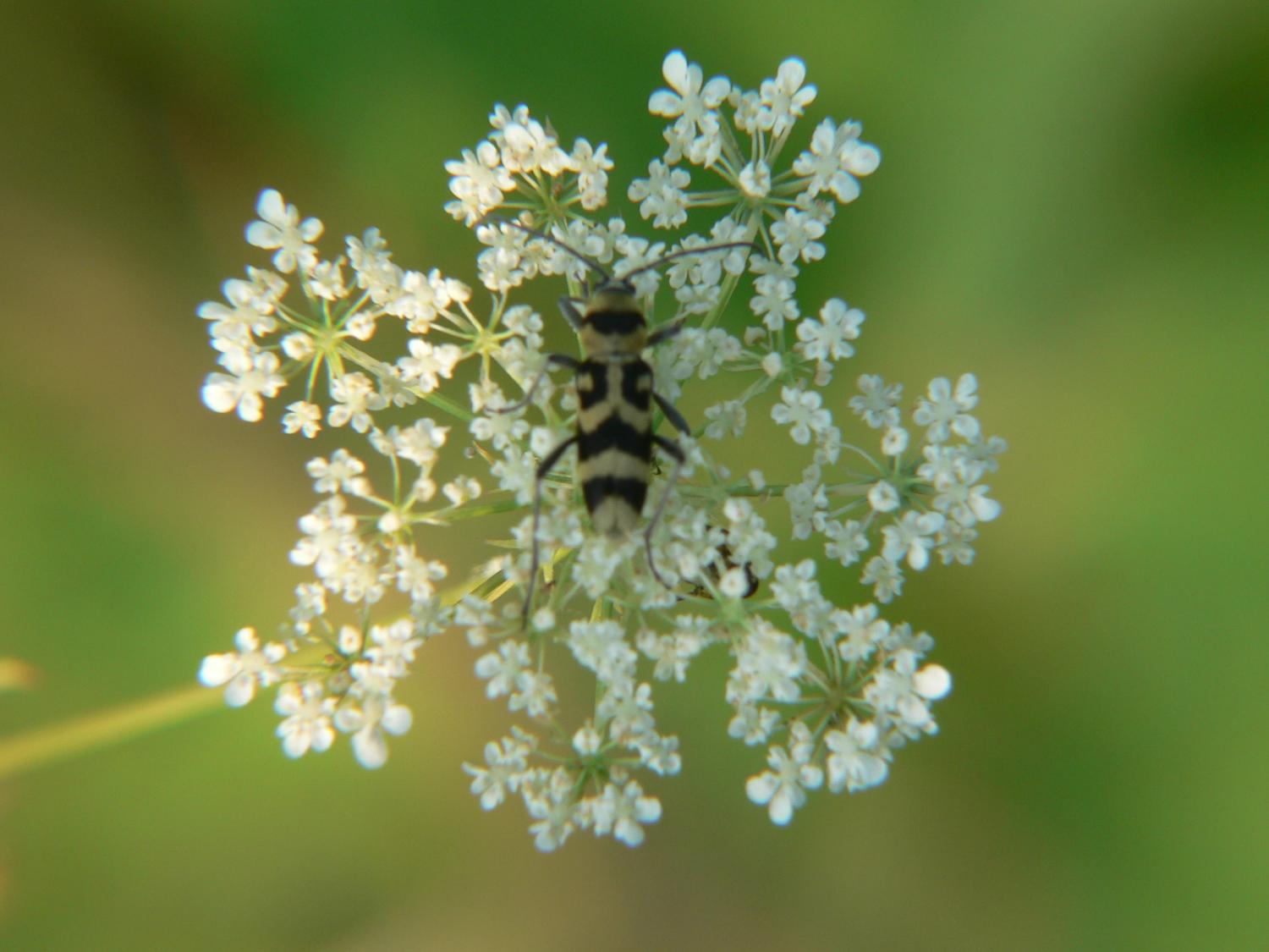 Coleottero da identificare: Chlorophorus varius