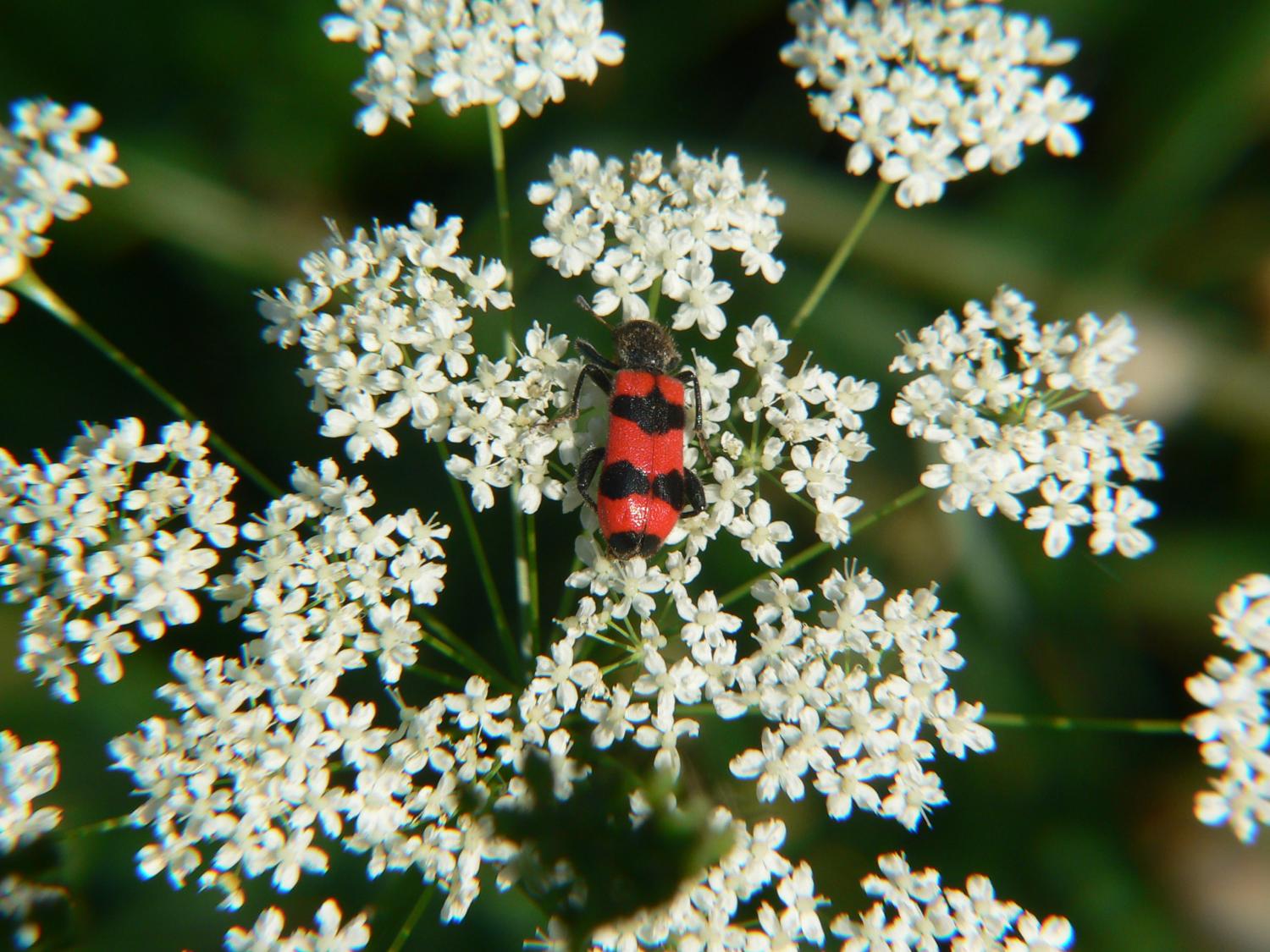 Trichodes apiarius al Lago di Como