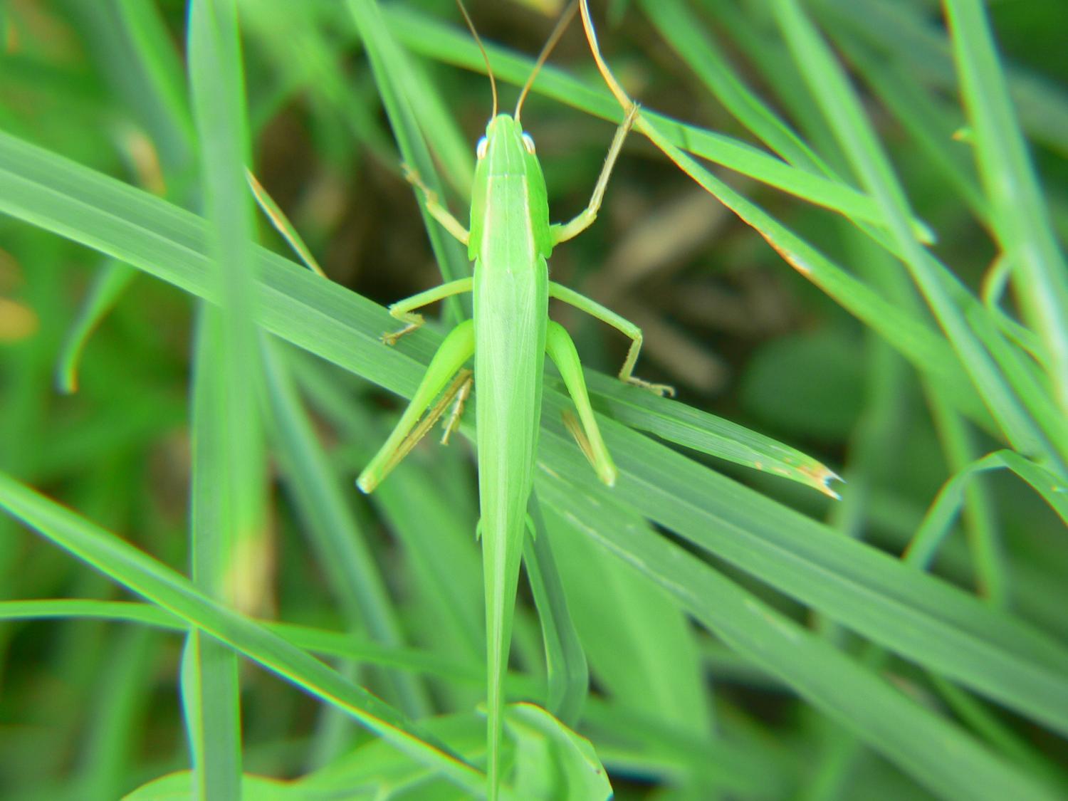 Ruspolia nitidula (Conocephalidae)