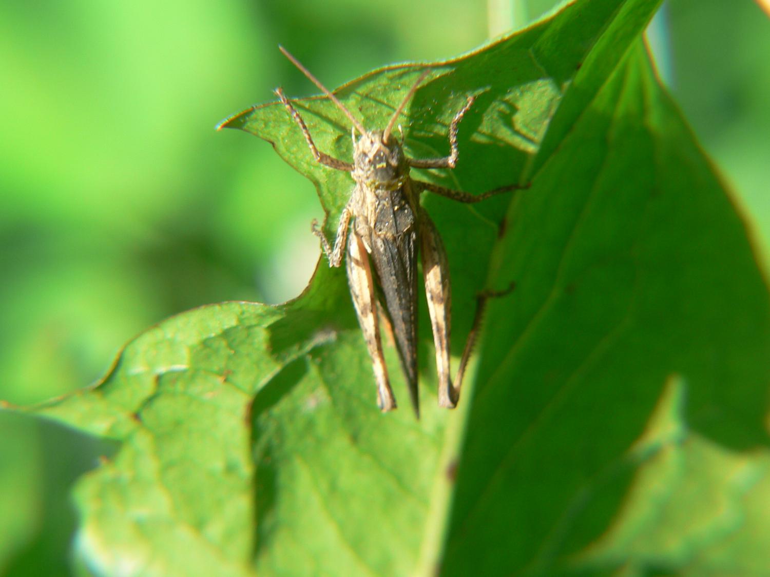 Acrididae Gomphocerinae