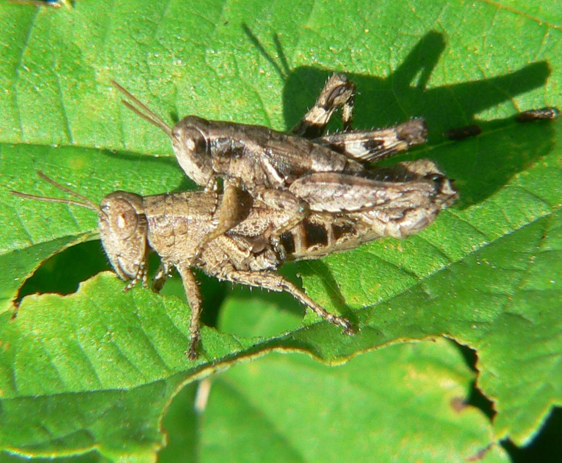 Pezotettix giornae (Acrididae, Catantopinae)