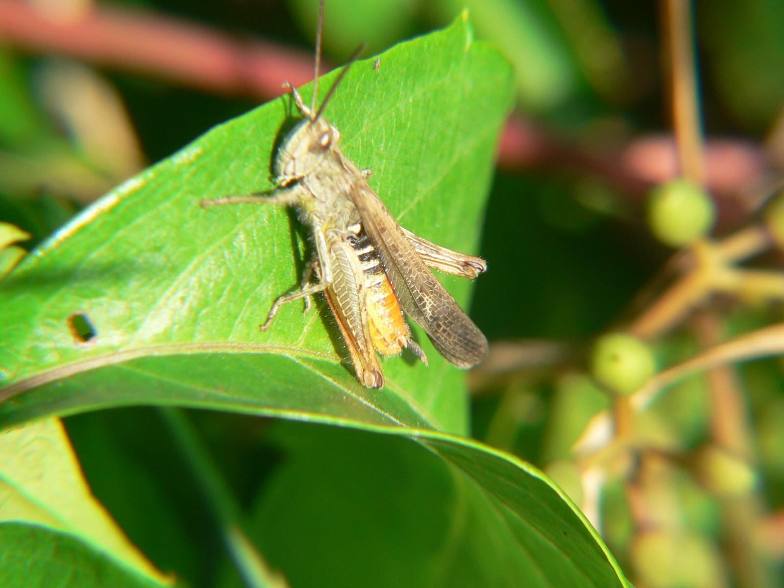 Chorthippus (Glyptobothrus) sp.