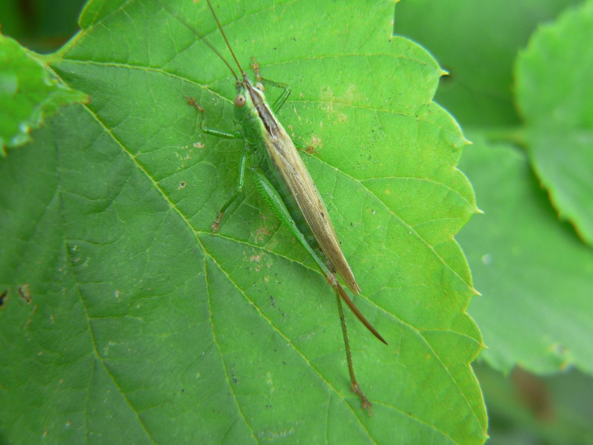 Conocephalus (Xiphidion) discolor