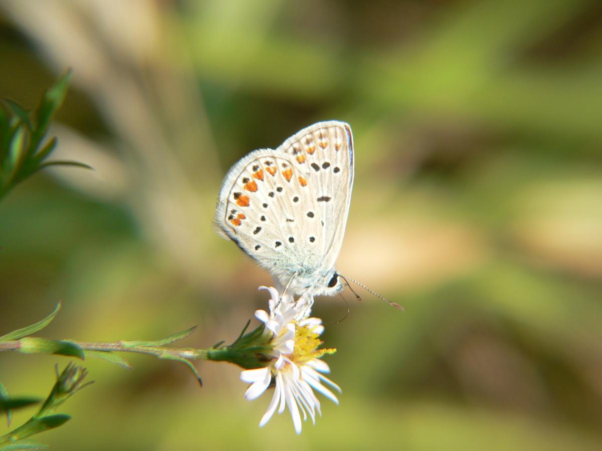 Polyommatus icarus