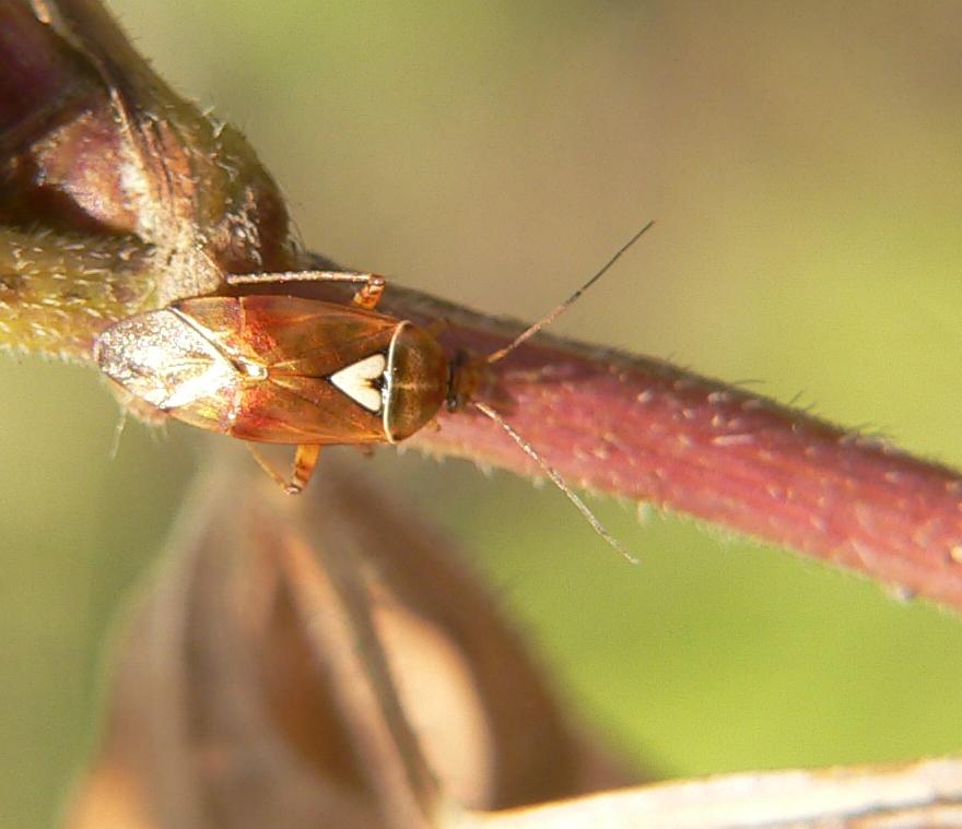 Eeterottero da identificare: Lygus pratensis