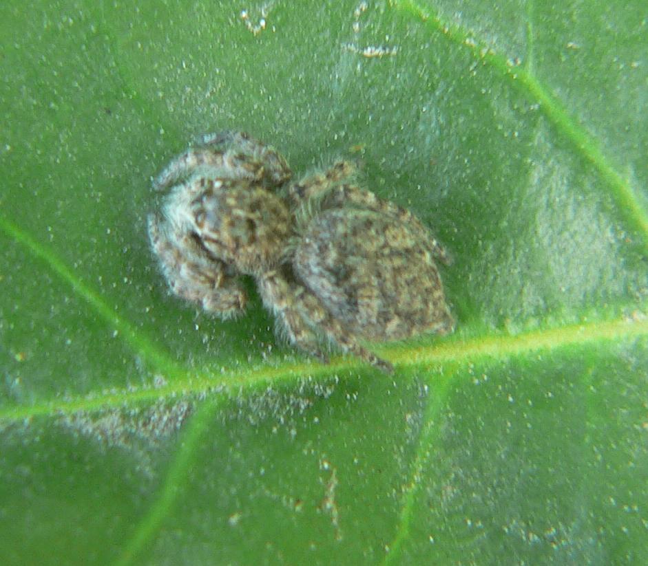Salticidae ?