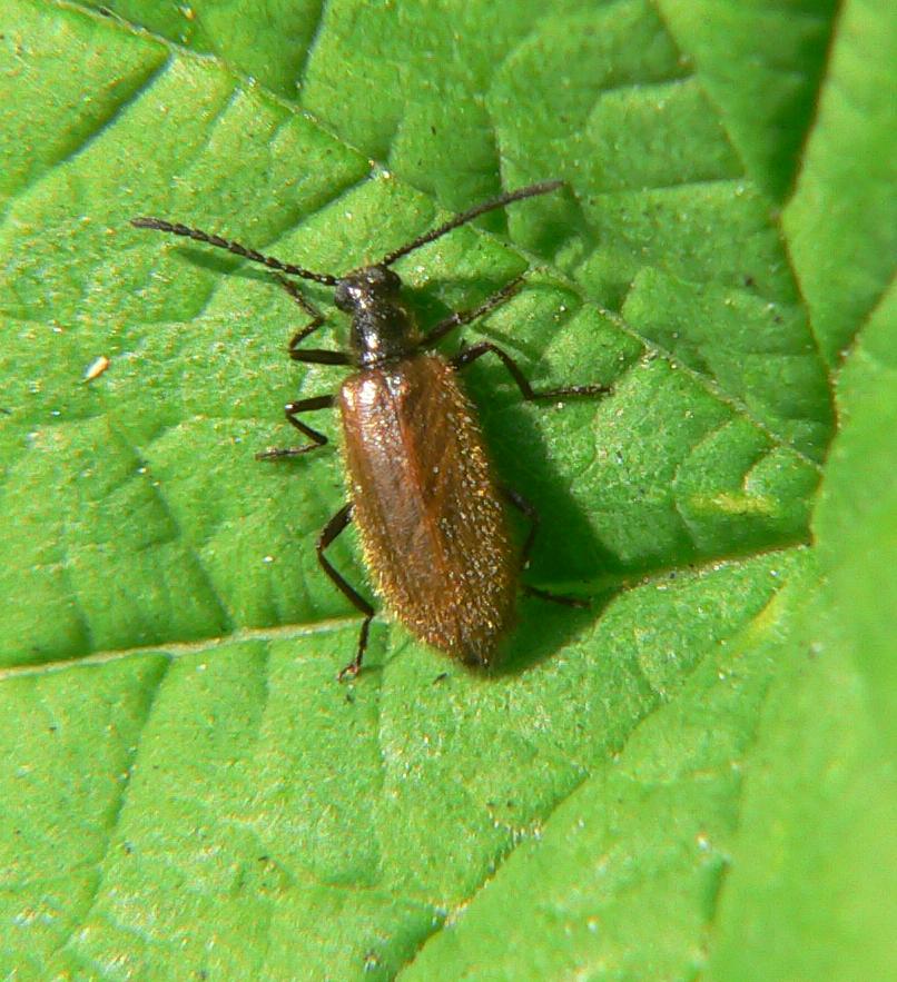 Lagria sp.