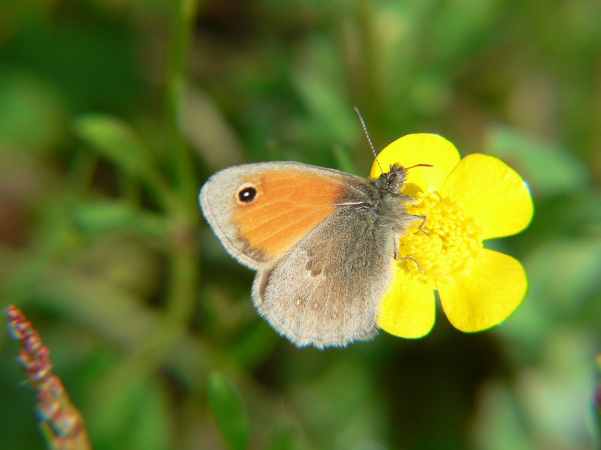 Coenonympha pamphilus