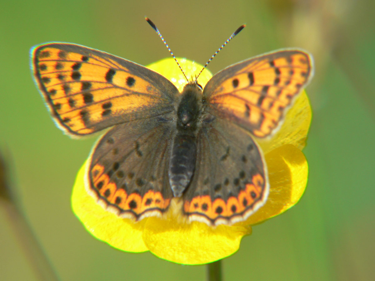 Lycaena tityrus (f)