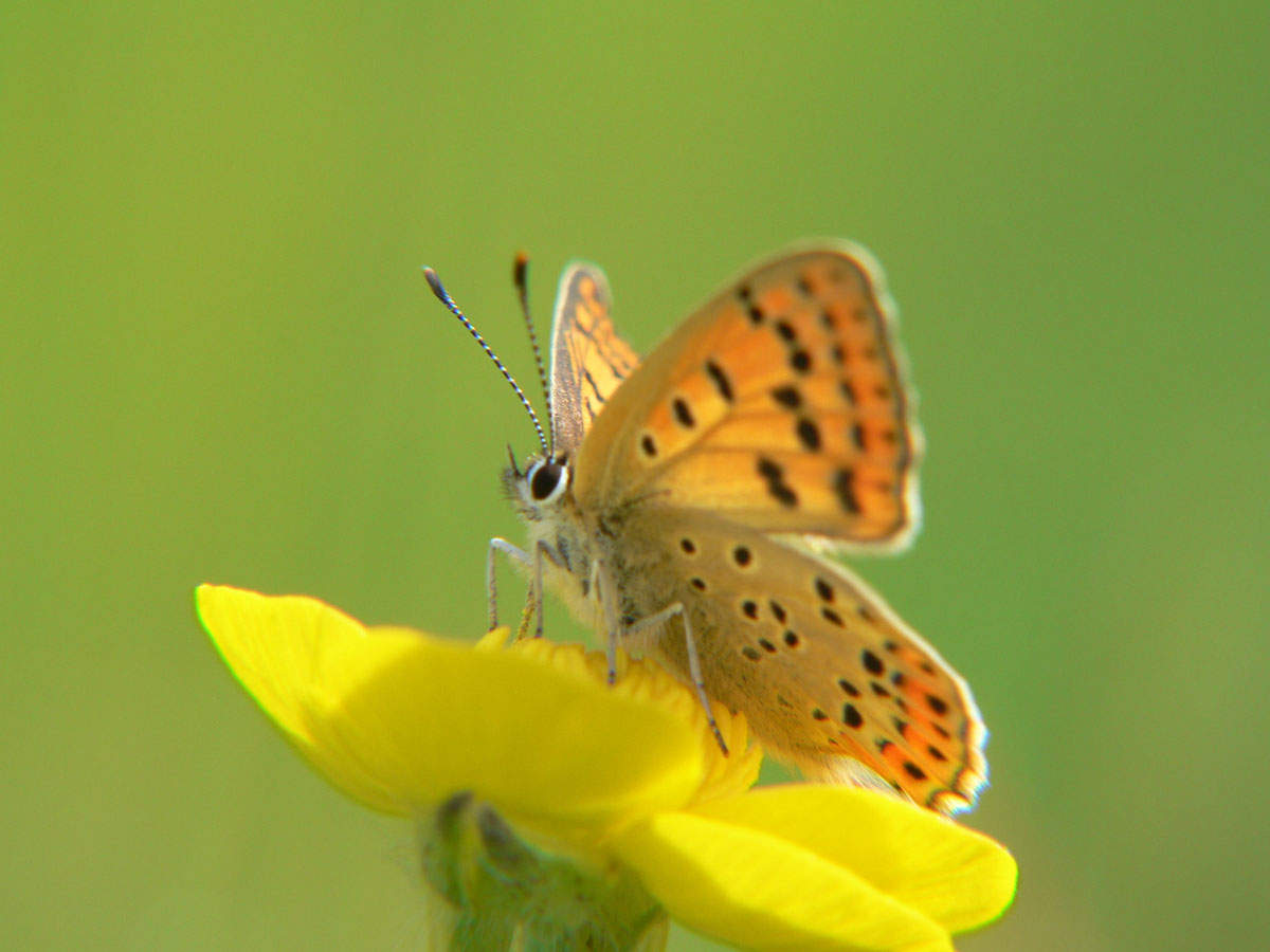 Lycaena tityrus (f)