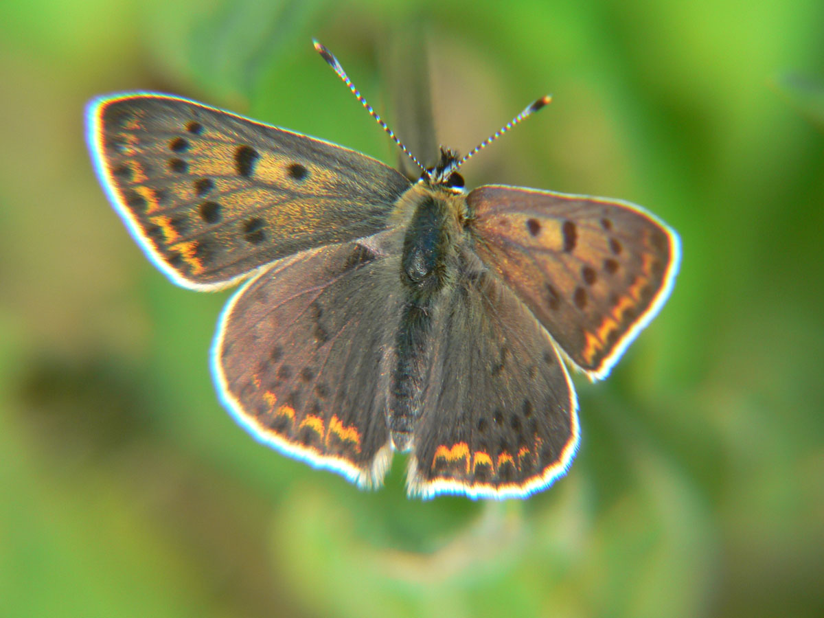 Lycaena tityrus (m)