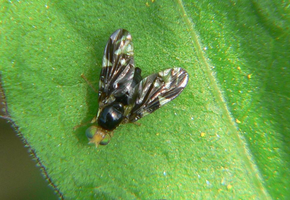 Euleia heraclei (Tephritidae).