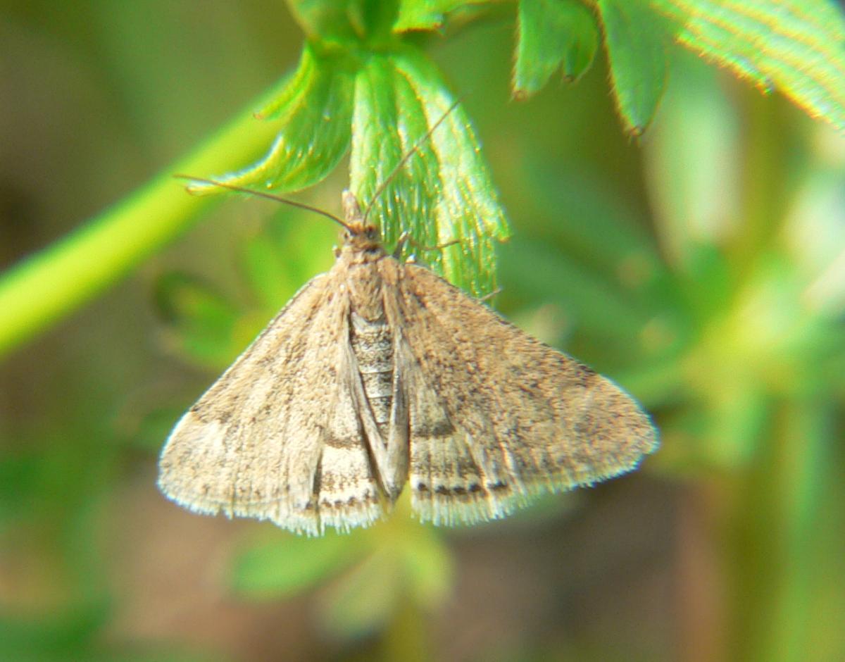 Geometridae ?