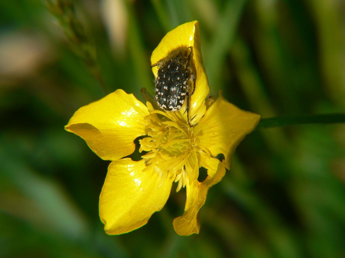 Oxythyrea funesta