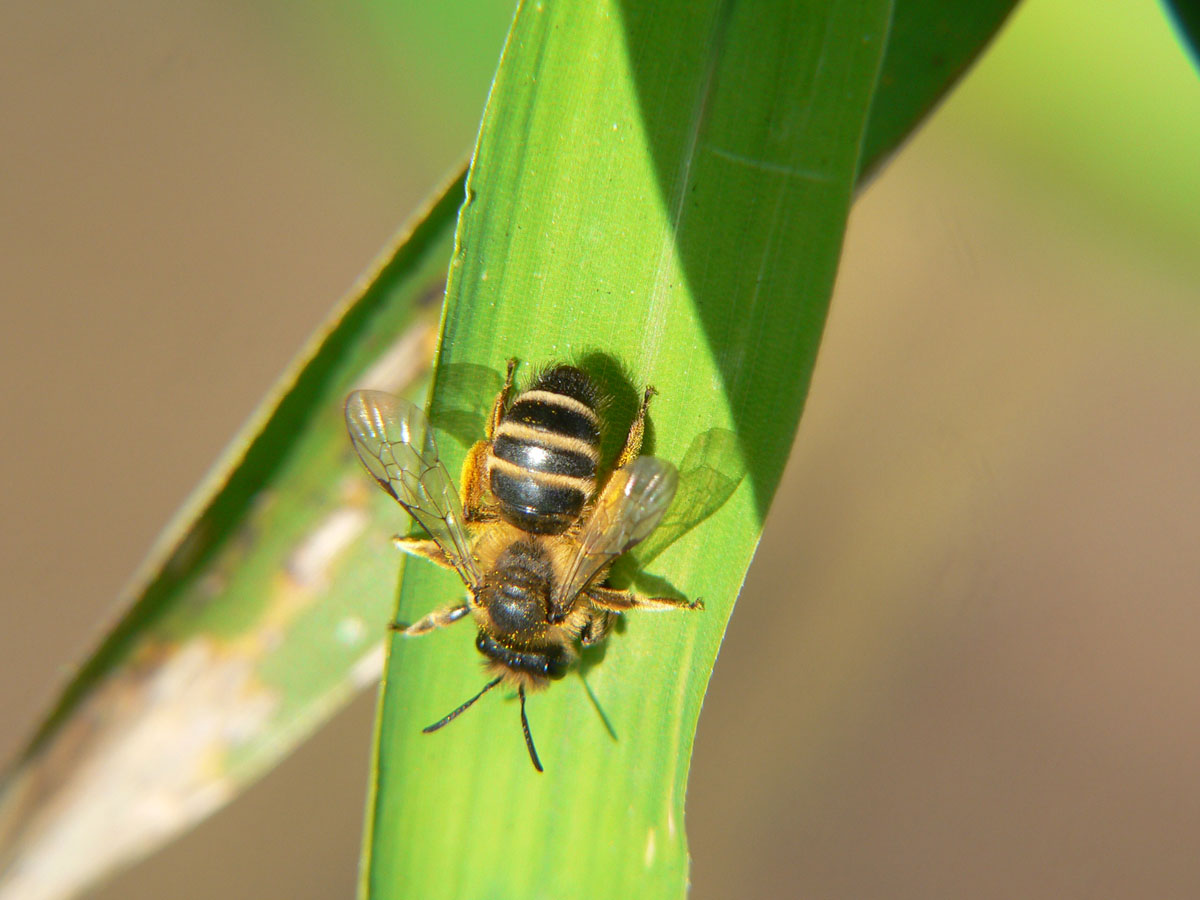 Andrena flavipes (Apidae Andreninae).
